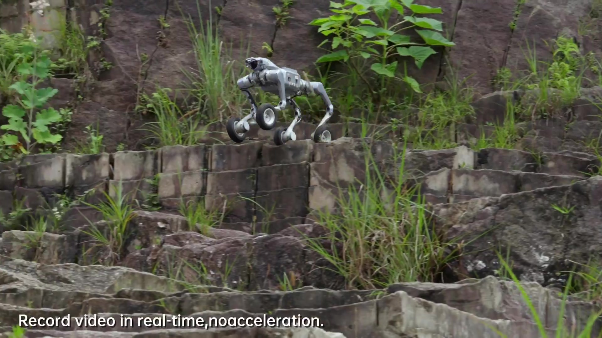 Meet the ROBODOG: the perfect soldier, courier, and dancer.